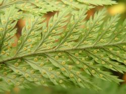 Lastreopsis hispida. Abaxial surface of fertile frond showing colourless non-glandular hairs and bristle-like scales on the costae, and concolorous reniform indusia.
 Image: L.R. Perrie © Leon Perrie CC BY-NC 3.0 NZ